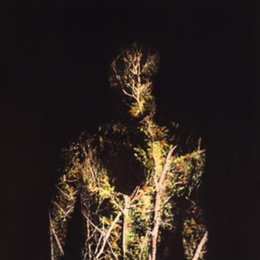 O – When Plants Turn Into Stones