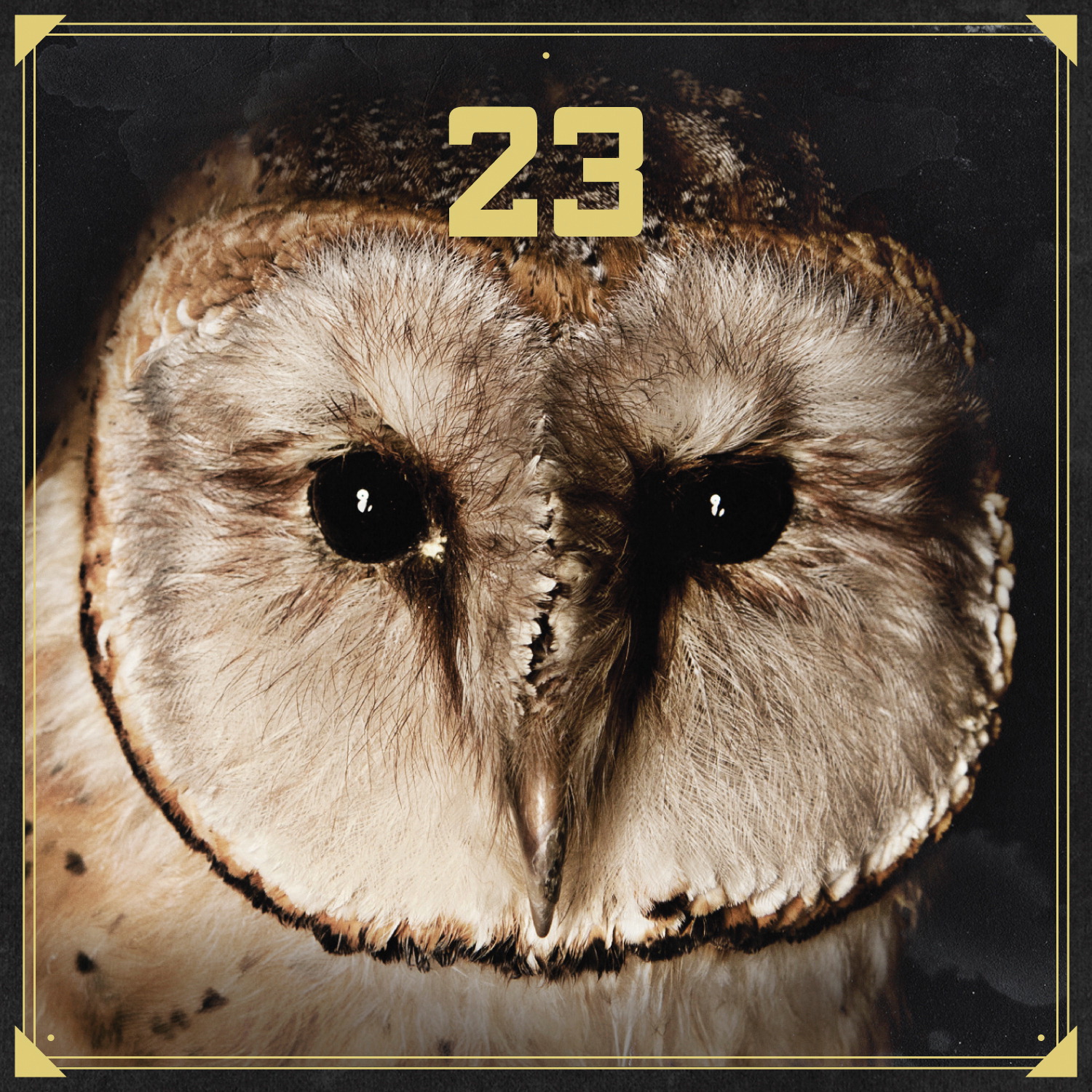 23
