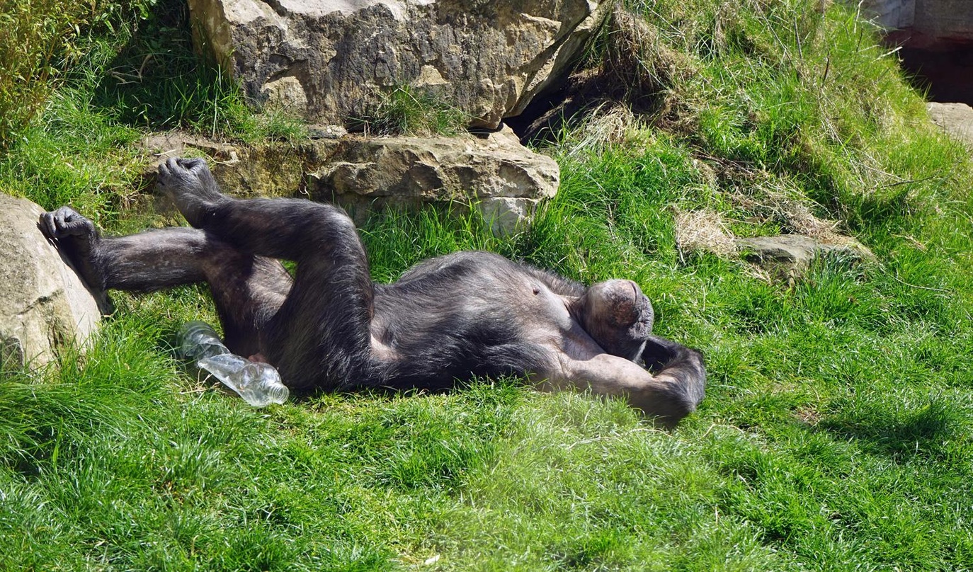 Sonnendeck statt NFT-Plattform: nicht jeder Affe muss ein Bored Ape sein