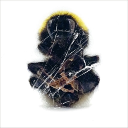Deadbeat – Walls And Dimensions