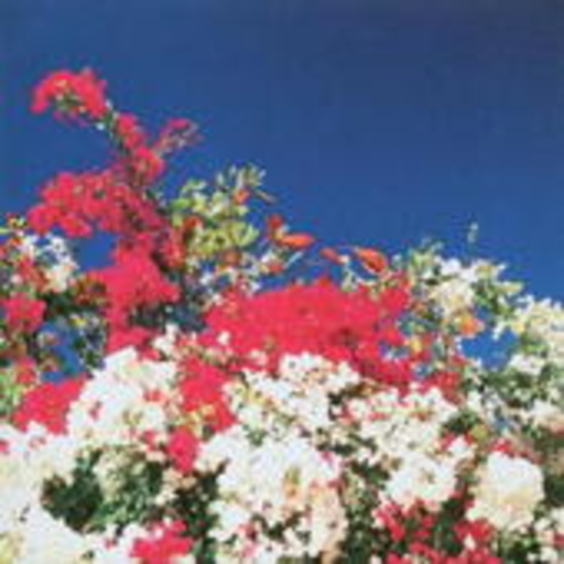 Panoptica – The Tijuana Remixes