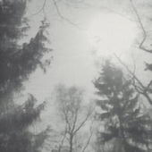 Michaela Krause & Pole – Mein Freund der Baum
