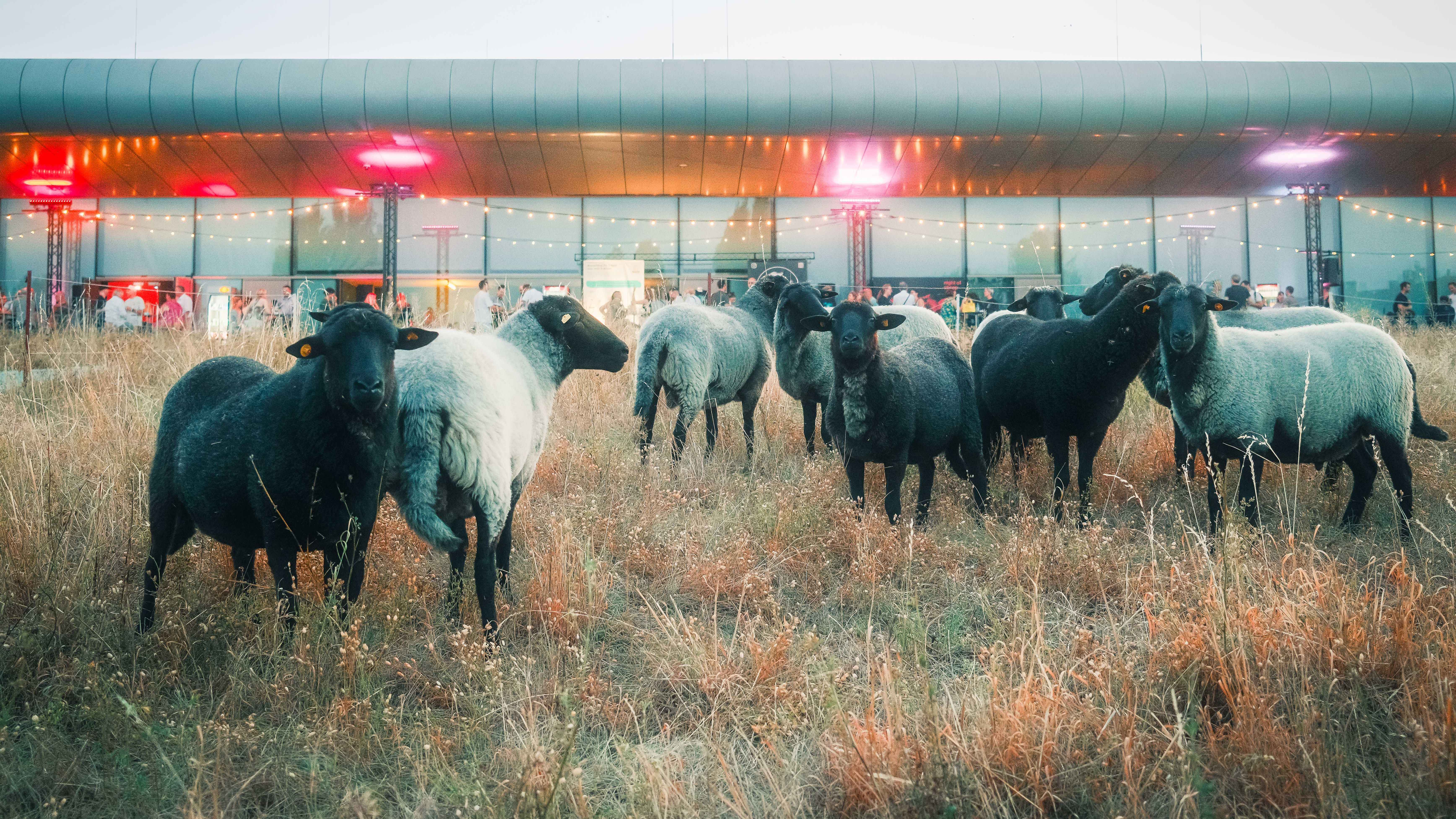 3c5c917e 74cd 478b 9af9 d544771646e4 Fand zum dritten Mal statt: die Night Of Sheep von Velomax auf dem Dach der Max-Schmeling-Halle in Berlin.