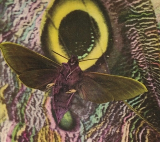 The Mothmen – Pay Attention!