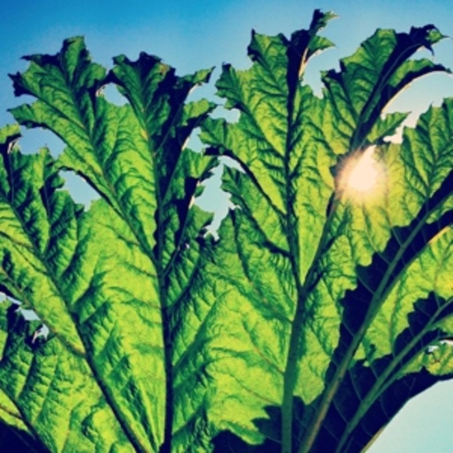 Pfarmers – Gunnera