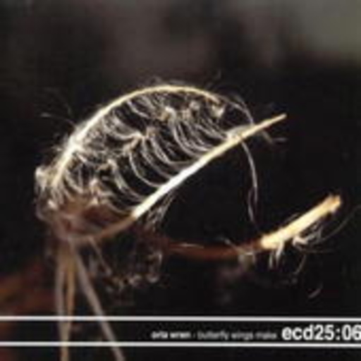 Orla Wren – Butterfly Wings Make