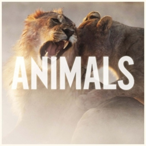 Maroon 5 – Animals