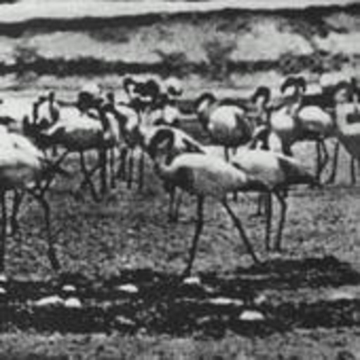 Kellarissa – Flamingo