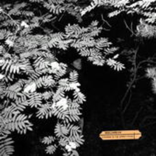 Dolorean – Violence In The Snowy Fields
