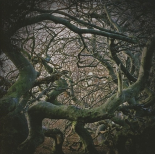 Desolation – Desoriented