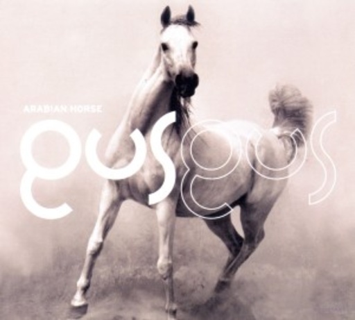 Gus Gus – Arabian Horse