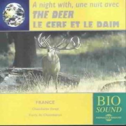 A Night With The Deer (Der Hirsch brunft)
