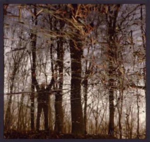 Apoptose – Bannwald