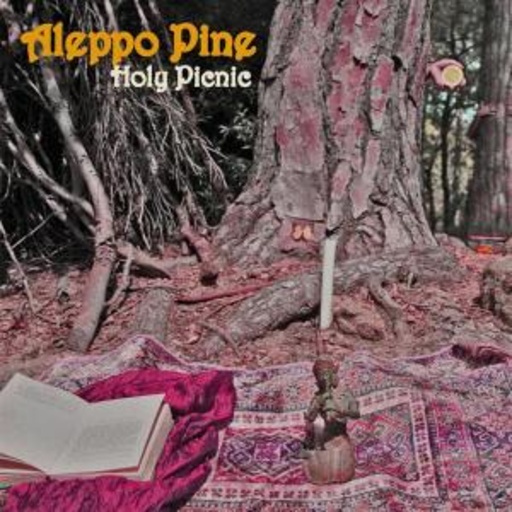 Aleppo Pine – Holy Picnic