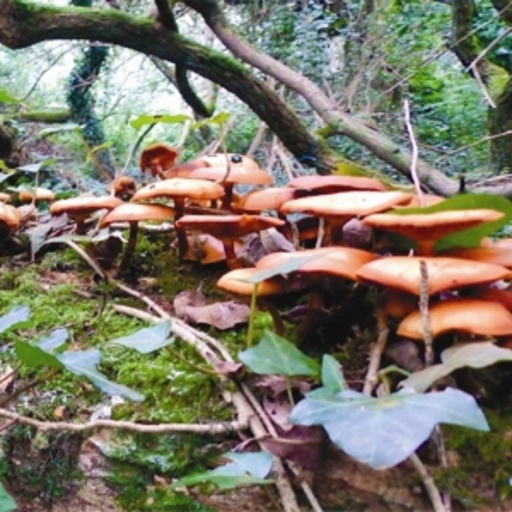 The Mushroom Project – The Mushroom Project