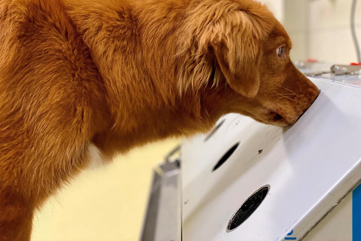 Soll infizierte Personen erschnüffeln: Spürhund Otto