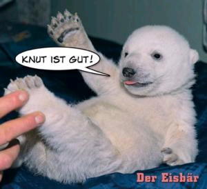 Der Eisbär – Knut ist gut