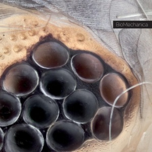 Biomechanica – BM-01