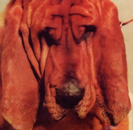 Ty Segall – Goodbye Bread