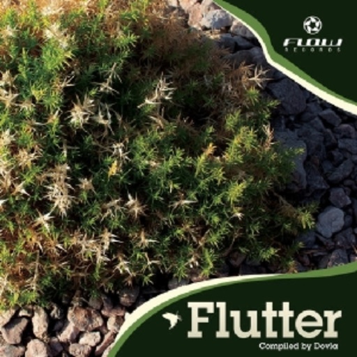 Diverse – Flutter