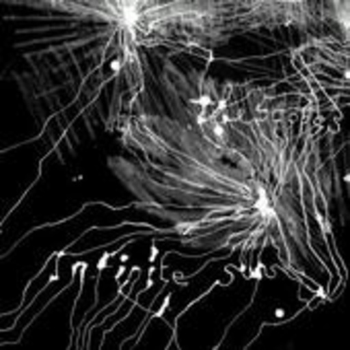 The Telescopes – Infinite Suns