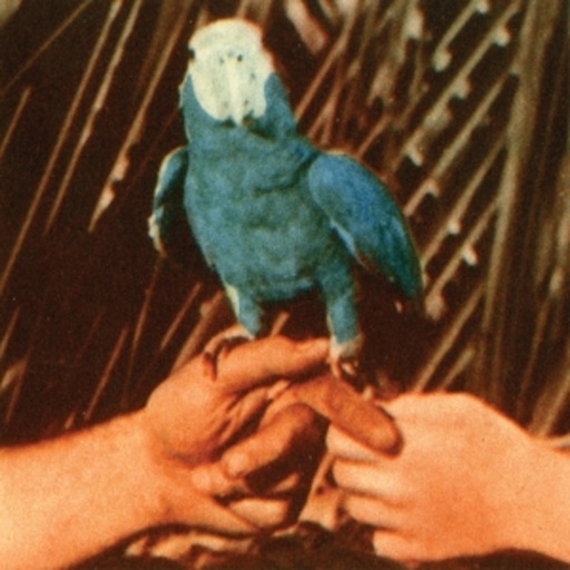 Andrew Bird – Are You Serious