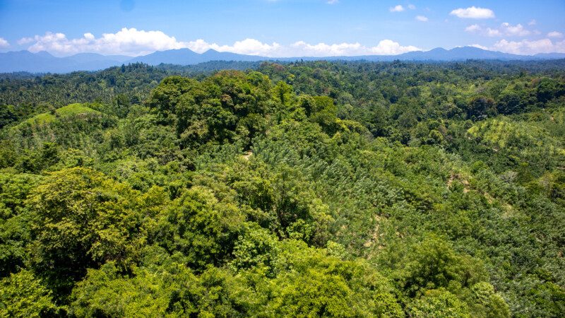 3-Trees-for-All- Indonesië